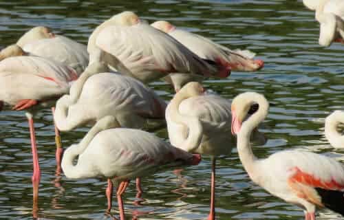 Doñana National Park Day trip from Seville - Fun & Tickets